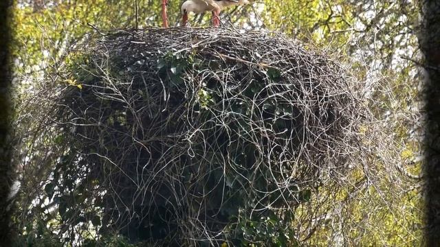 Белый аист Детям про аиста смотреть онлайн