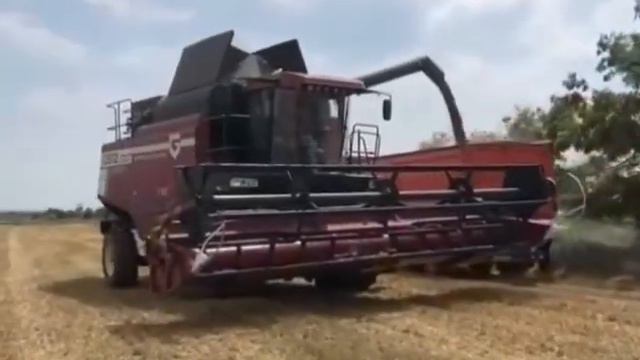 Сбор Зерна в поле, урожай 2021. Продажа зерно, пшеница, ячмень, кукуруза, цены, рынок, россия. смотреть онлайн