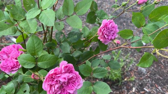 🌹 David Austin's Portmeirion Rose / AUSguard