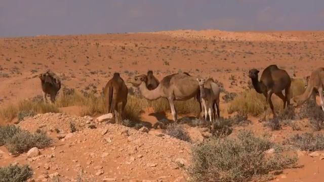 Camelus dromedarius смотреть онлайн