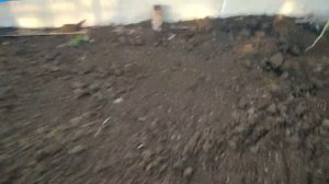 греющий кабель в теплице на грядке !