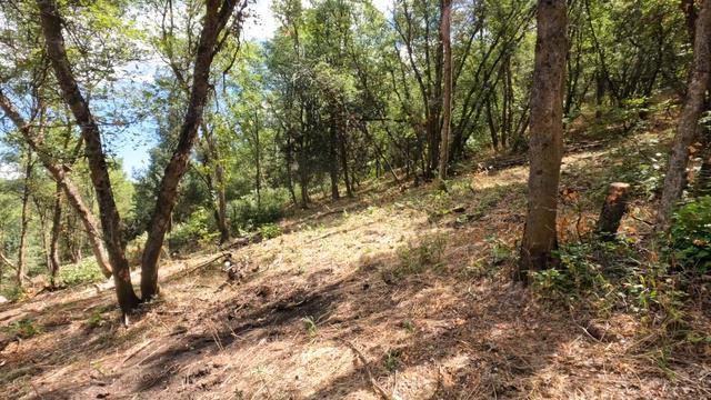 Clearing New Land With Chainsaw... We Took The Family To Lagoon Fun Park! смотреть онлайн