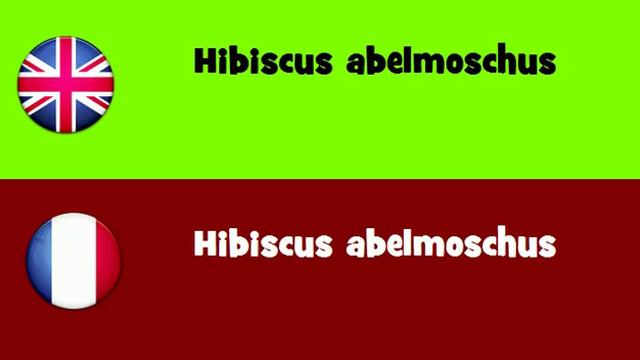FROM ENGLISH TO FRENCH = Hibiscus abelmoschus смотреть онлайн