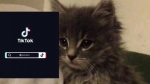 ~Реакция ПВЛ на Питер/Москву/Москвабургов~