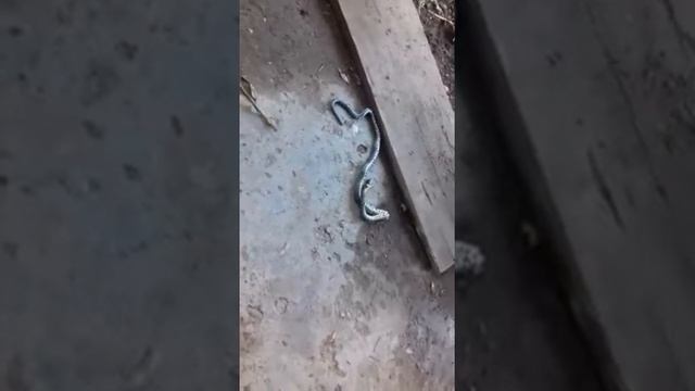 Кот убил змею Астрахань смотреть онлайн