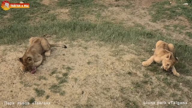 Белая львица Джуна учит детей отстаивать свой кусок. Тайган. White lioness Juna with cubs.Taigan. смотреть онлайн