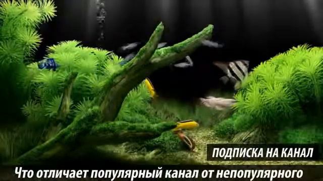 Чем отличается популярный YouTube канал от непопулярного New New 5 смотреть онлайн