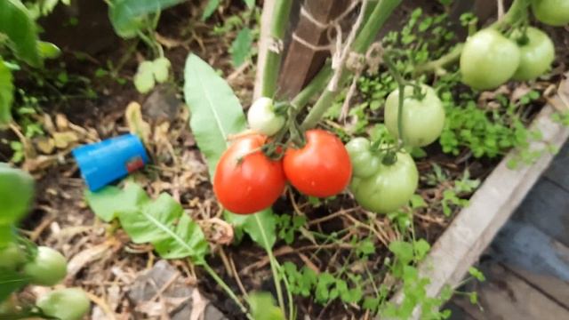 Самые лёжкие сорта томатов на моем огороде смотреть онлайн