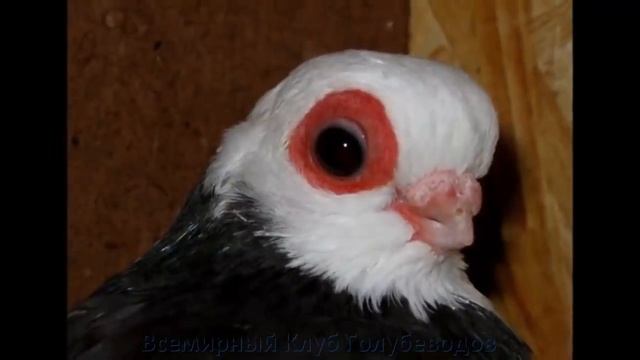 КАРЛИКОВЫЕ ГОЛУБИ ПЛАНЕТЫ смотреть онлайн