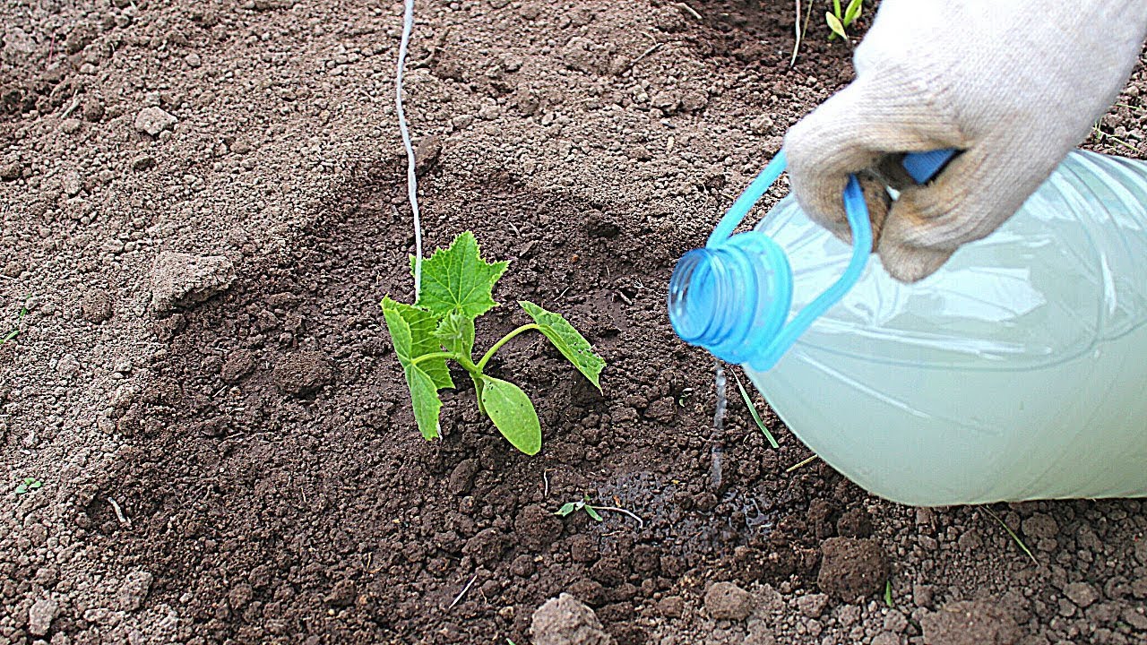 Огурцы завалят вас урожаем после этой Подкормки Народное средство. смотреть онлайн