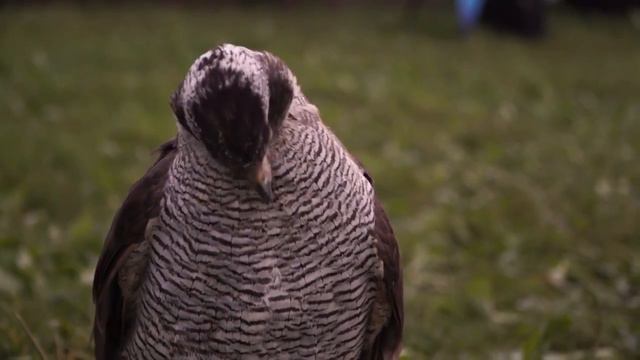 О совах и ястребе| Аренда сов - 8(916)702-11-08 Москва смотреть онлайн