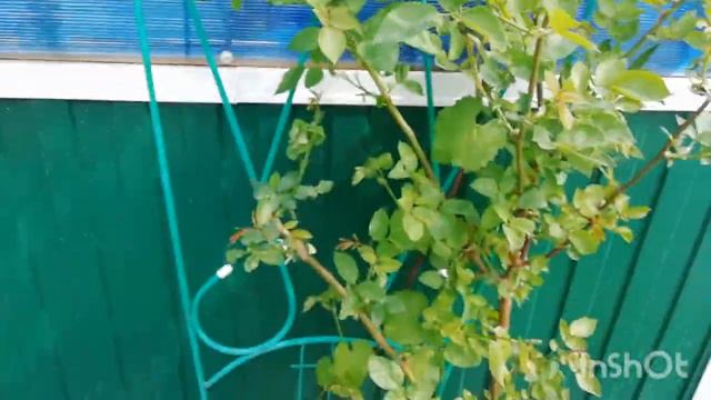 Обзор роз 25.05.2021.🌹 Слепые побеги у роз. 🌿 Вредители роз. 🐛 смотреть онлайн