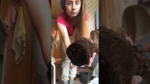 Пересадка Фикус Руби