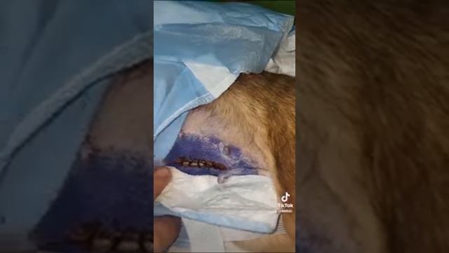 Новости по Тусе и Гоше. Выполняю назначения. Утро 4 февраля 2024.