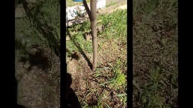 "Эм -Эко" сделала из не плодоносящей груши супер-грушу. смотреть онлайн