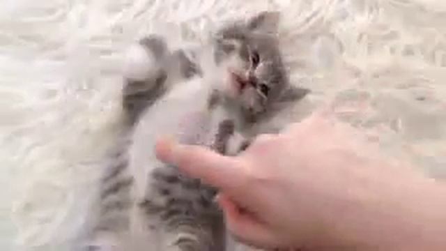 Супер милые котята сайт откуда я скачавал видео снизу смотреть онлайн