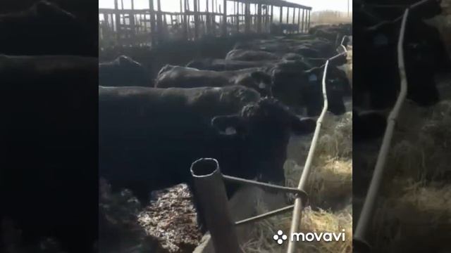 порода абердин Ангус это мясное направление от него h60 процент 65 процент выхода мяса смотреть онлайн