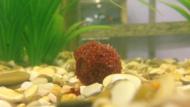 Бойлы FUN FISHING DSK под водой смотреть онлайн