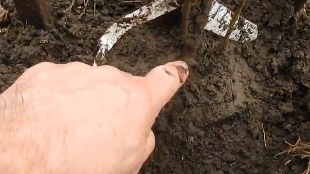 Хурма виргинская, а перезимовала ли ??? смотреть онлайн