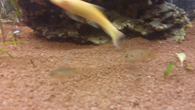 Хромис Красавец красный Подростки смотреть онлайн