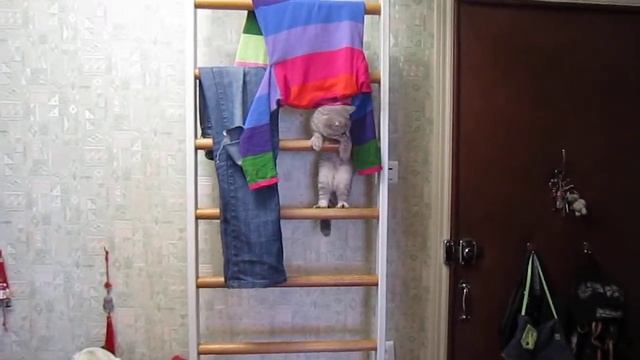 Кот на лестнице смотреть онлайн