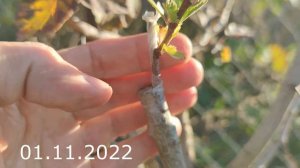 прививка культурного боярышника на дикий