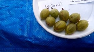 Крыжовник Дачный - сладкий, крупный, почти без шипов. Отличный выбор для дачников)))