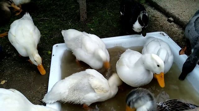 Рост утят за месяц (от 1до2) смотреть онлайн