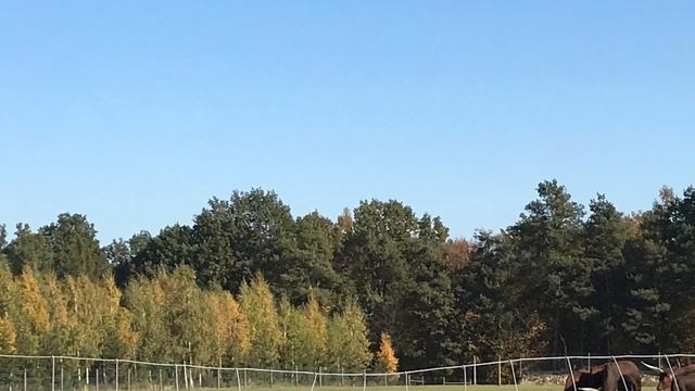 Bałtów / Jura Park Bałtów/ Polska. Парк Юрского Периода. Польша. Poland. Жызнь в Польше смотреть онлайн