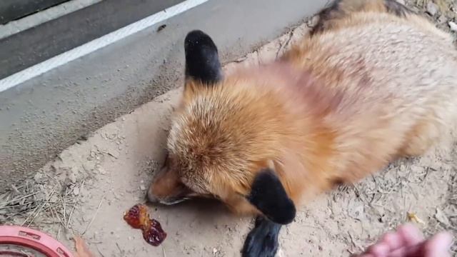 Ли Сяо / Alice the Fox Лиса Алиса (Сидишь за столом и ждешь вкусненького, а тебе дают картонку) смотреть онлайн