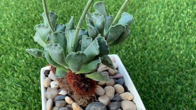 UNIQUE AND EASY TO GROW SUCCULENT ( Adromischus cristatus ‘Crinkle Leaf Plant’ смотреть онлайн
