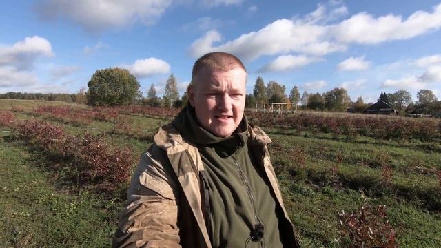 Наши саженцы голубики в подмосковье