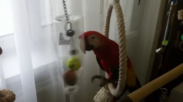 Ара Моня играет