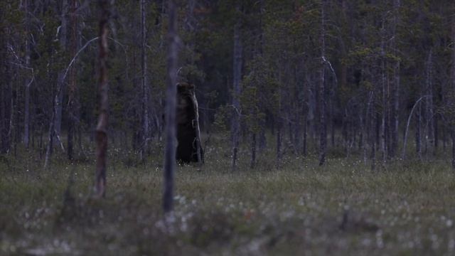 Into the Wild With Brown Bears and Wolverines in Finland - Wildlife Photography смотреть онлайн