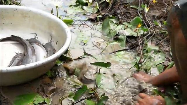 Top 07 amazing fishing! a fisherman a lot of catch fish in field after flooding by best hand смотреть онлайн