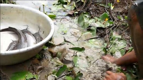 Top 07 amazing fishing! a fisherman a lot of catch fish in field after flooding by best hand