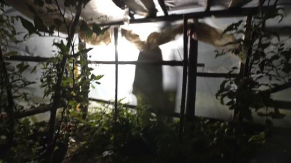 COVID -19 ZOMBIE ? APOCALYPSE first person (pov) ZOMBIES