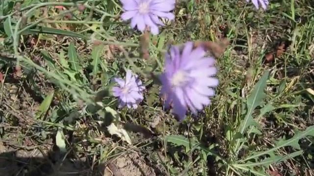 Северный Кавказ . Цветы.Цикорий.Петунья. смотреть онлайн