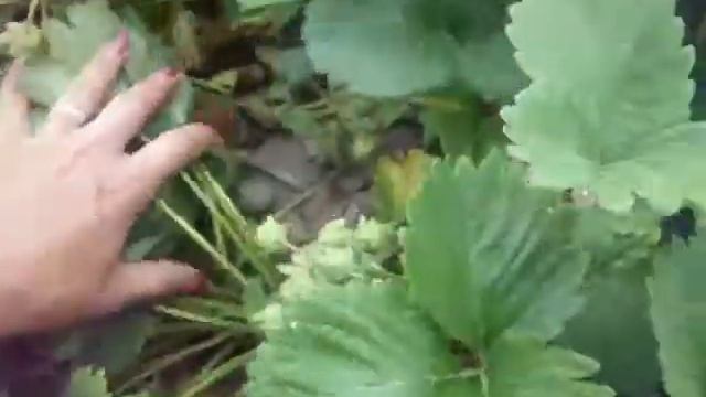 сорт Маршал смотреть онлайн