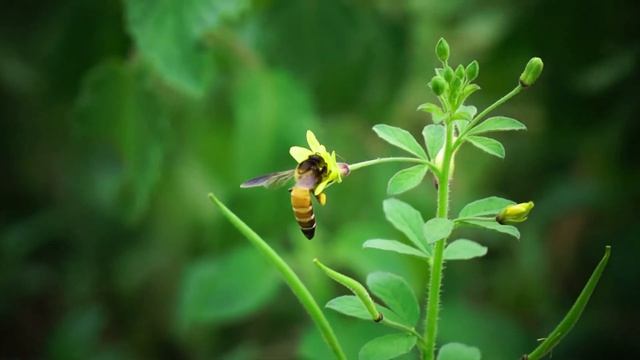 Sony alpha 3500 nature beauty смотреть онлайн
