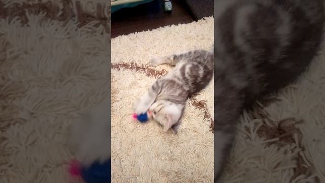 Игрушка для кошек смотреть онлайн