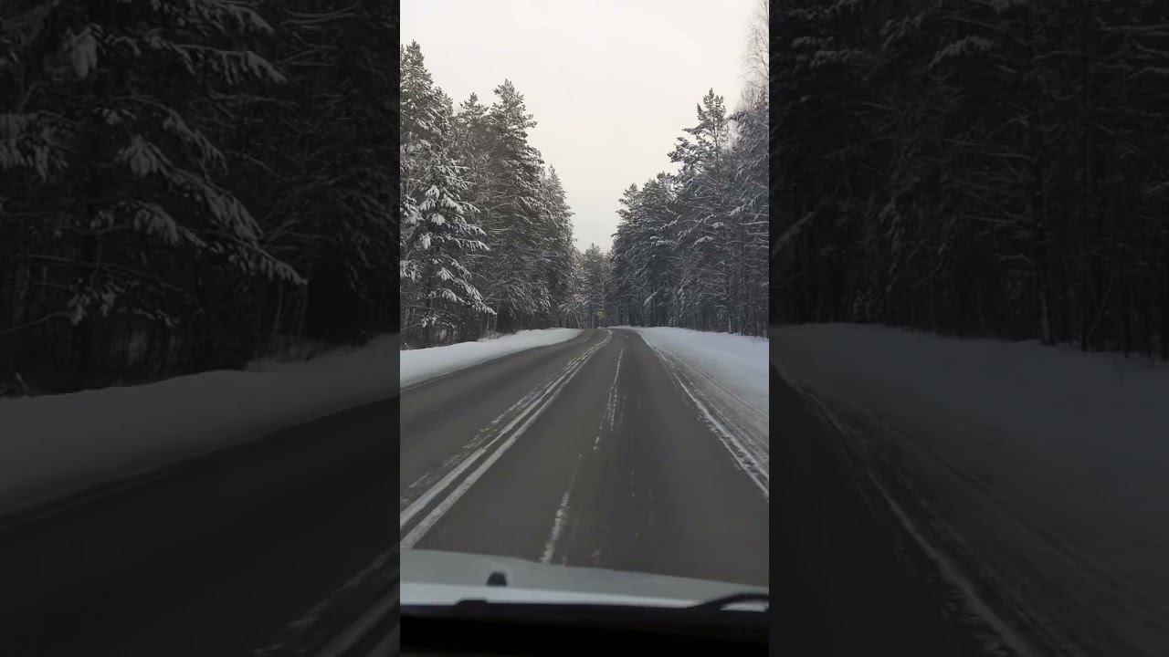 Как легально добыть елку из леса? #активныйотдых #елка #лес