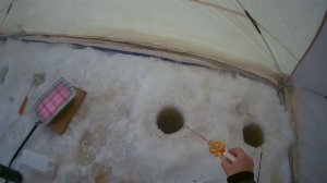 Ловля сига зимой на Белом море.