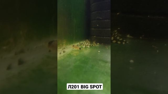 Номерной сом L201 BIG SPOT смотреть онлайн