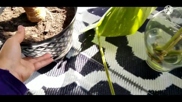 #hawaiianpothos #Etsy How to Successfully Root and Grow Giant Hawaiian Pothos | Plant Propagation смотреть онлайн