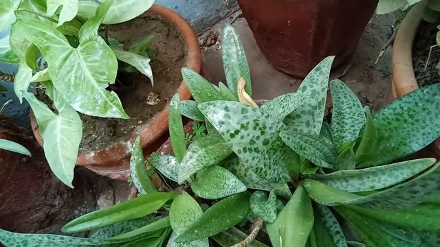 Scilla passiflora plant смотреть онлайн