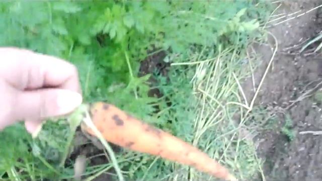 МОРКОВЬ. УРОЖАЙ В АВГУСТЕ (Посадка в клейстер) смотреть онлайн