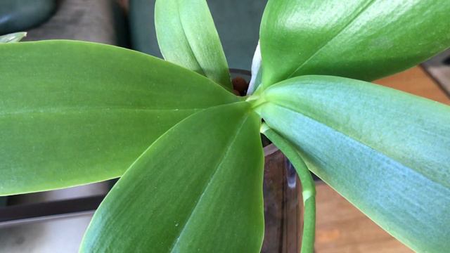 Phalaenopsis sweet memory 甜憶 смотреть онлайн