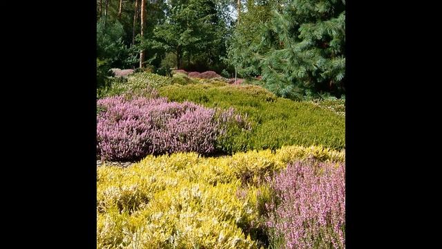 Цветник на клумбе смотреть онлайн