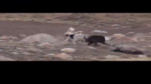 Ни одна собака не сможет победить волка ВОЛК ПРОТИВ СОБАКИ